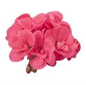 Bild von Geranium Staand P12 Dolce Vita Lisa